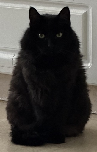 A fluffy black cat sits on the floor, staring intently into the camera, in front of some old kitchen cabinets.